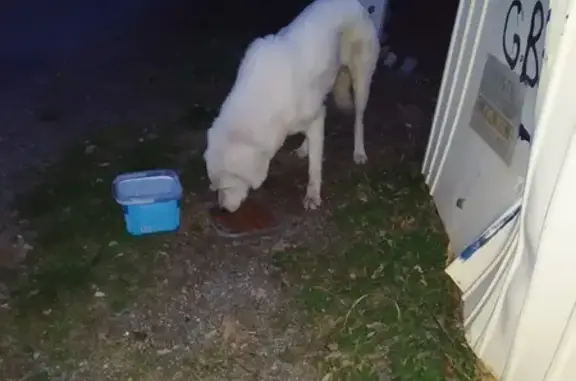 Chienne blanche attend près d'un hangar - photo