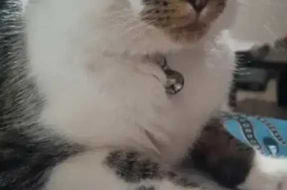 Chat perdu, Vougy, photo: Chat Skaï perdu à Vougy - Collier bleu