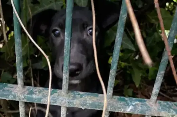 Chiot noir sauvé à Couëron - photo