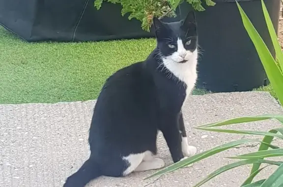 Lost Cat Marty: Shy, Vocal Black & White - Help!