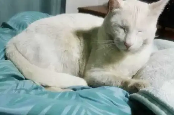 Lost Large White Cat in Pretoria - Felix!