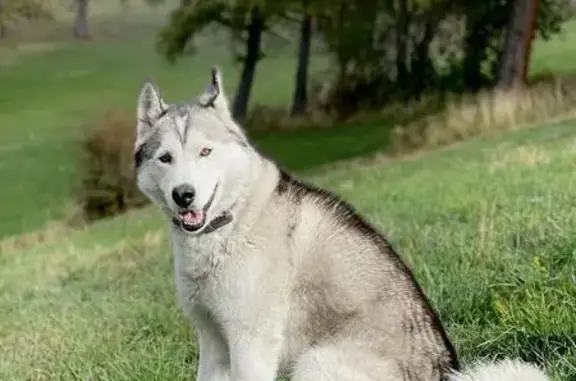 Animaux perdus , photo: Husky perdu: Dub, 8 ans