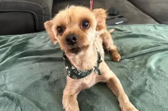 Lost Golden Yorkie in Alberton - Help Find Him!