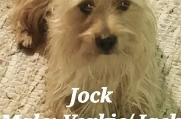 Lost Dog Alert: Jockey, Yorkie-Russell Mix