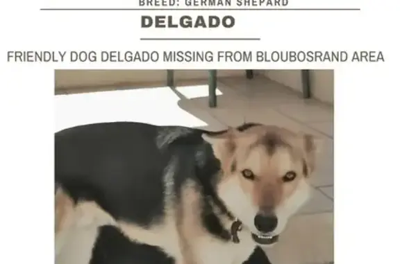 Lost German Shepherd in Randburg - Help!