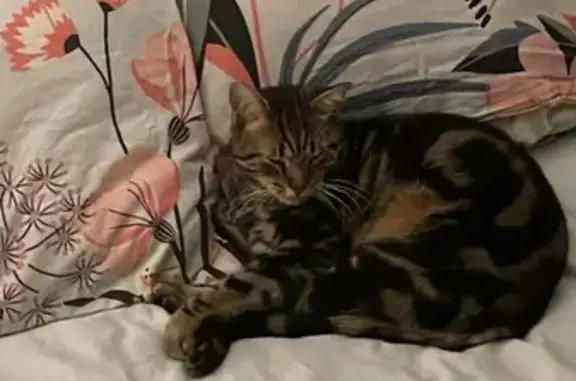 Animaux perdus Seilhac, photo: Chat tigré perdu à Seilhac