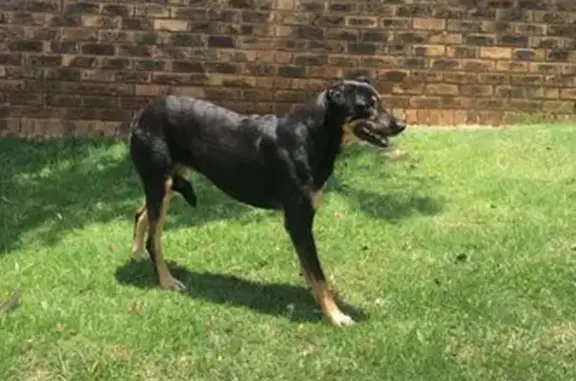 Found Female Doberman Mix in Alberton!