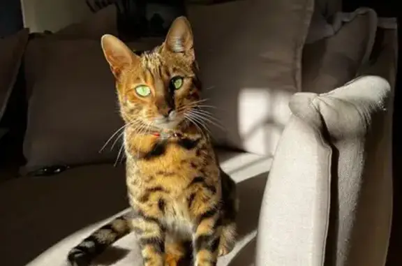 Lost Bengal Cat - Zeerust St, 1000 | Chipped!