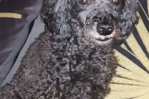 Chien perdu Colombelles, photo : Caniche Toy Perdu, 3.5kg, Colombelles