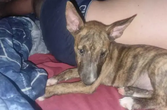 Lost Puppy Alert: Brindle Bull Terrier - Kimberley!