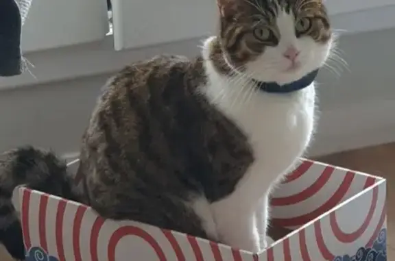 Chat perdu, Saint-Jacques-de-la-Lande, photo: Chat tigré/blanc perdu - St-Jacques