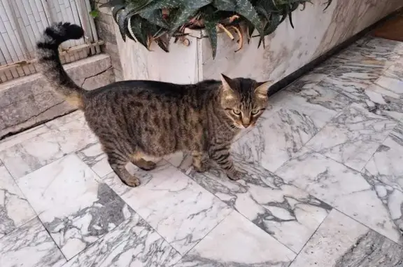 Chat errant affamé secouru - photo