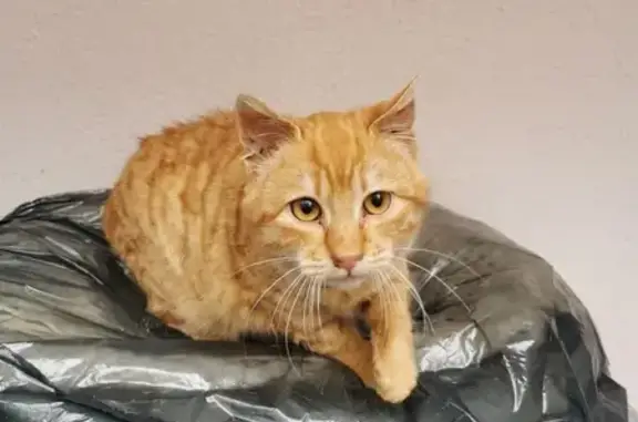 Chat roux sociable trouvé à Talant - photo
