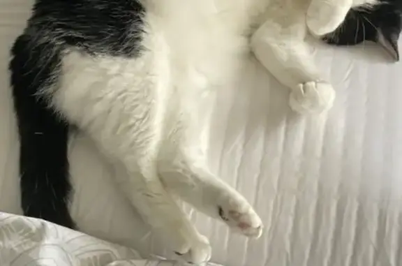 Chat perdu retrouvé à Vichy - photo