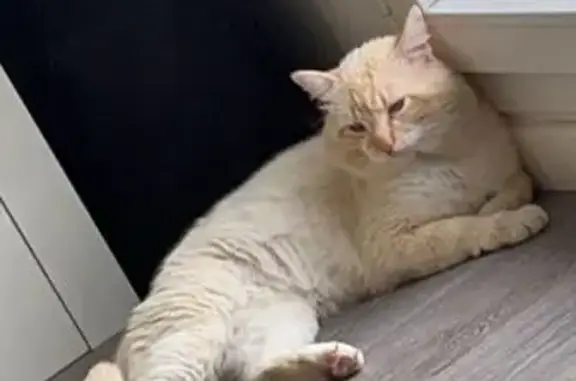 Animaux perdus Ormoy, photo: Chat Bounty blanc/marron perdu