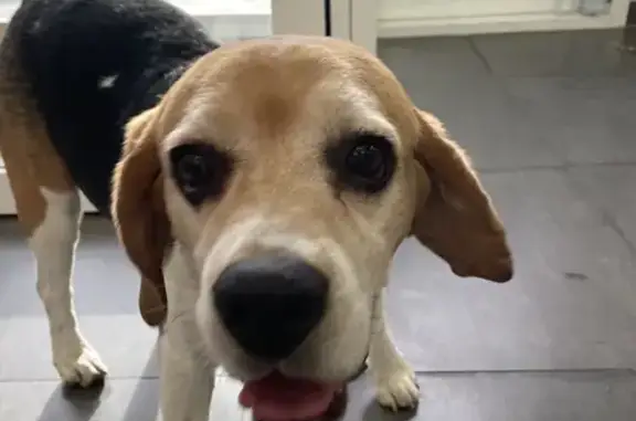 Beagle âgé retrouvé à Mouans-Sartoux - photo