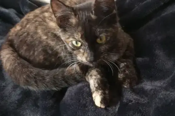 Chaton écaille trouvé à Courtoisville - photo