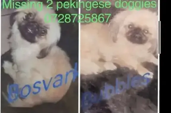 Lost Pekingese Pair - Canberra Ave, Gauteng