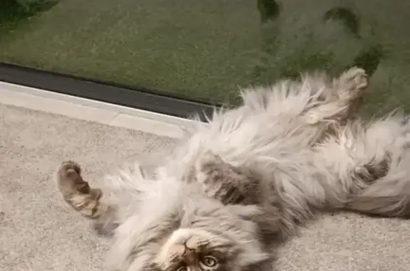 Animaux perdus Ajaccio, photo: Chat Maine Coon gris perdu - Loulou