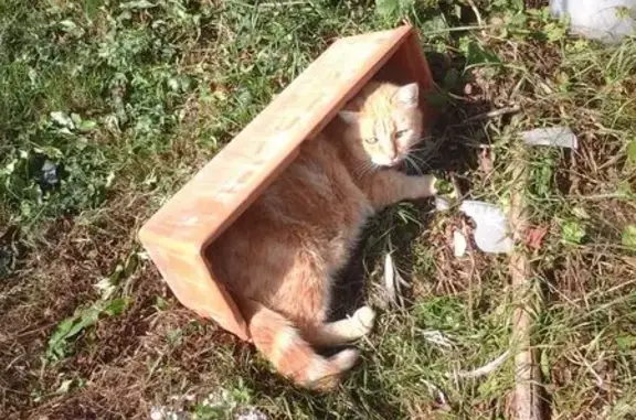 Animaux perdus Grainville-sur-Odon, photo: Chatte rousse perdue à Grainville