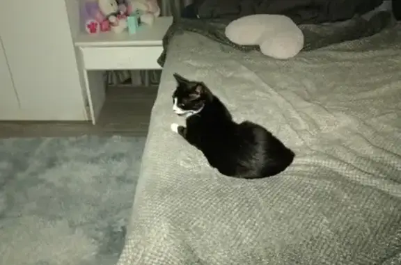 Lost Cat: Black & White, Heart-Chin - Strand