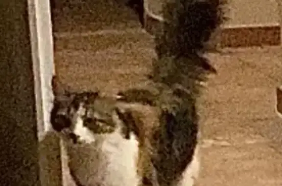 Animaux perdus Merville, photo: Chatte Clochette perdue à Merville
