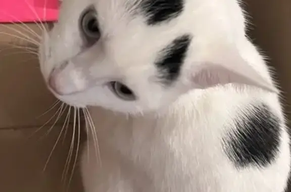 Animaux perdus Lyon, photo: Kaos, chat blanc tatoué, perdu