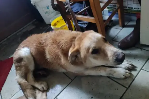 Chien Shiba trouvé à Prée-d'Anjou - photo
