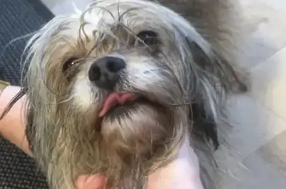 Chien crème perdu à Messei - photo