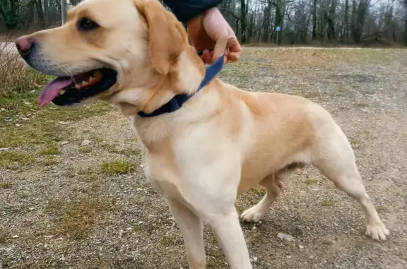 Labrador beige perdu à Savignac - photo