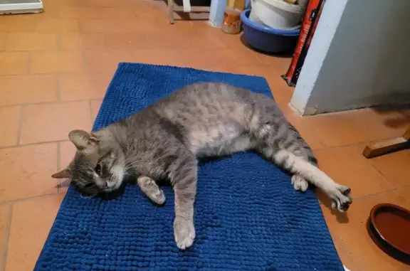 Chat trouvé , photo: Chat tigré gris perdu - Nibelle