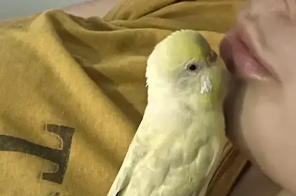 Lost Budgie Alert: White & Yellow Fae - Help!