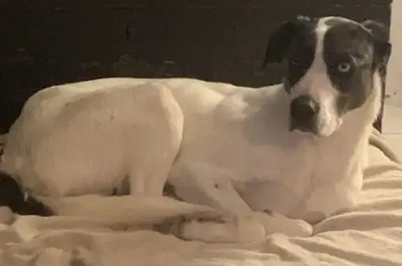 Chienne vaironne trouvée à Lavazan - photo