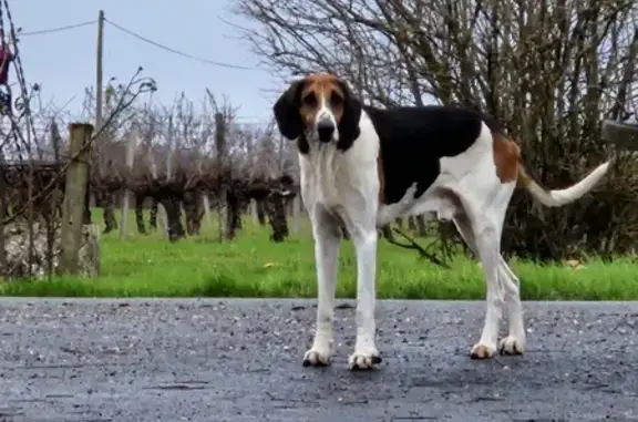 Chien Anglo-Français perdu à Saint-Genès - photo