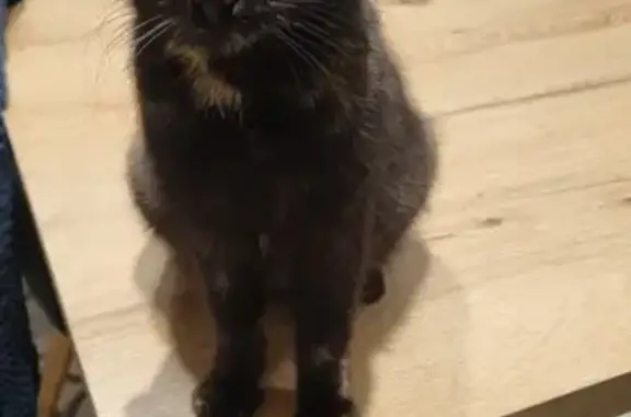 Chatte écaille trouvée à Saint-Marcel - photo