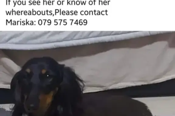 Lost Dachshund in Boksburg - Help Find Her!