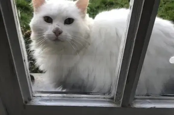 Chat perdu à Montreuil-l'Argillé - photo