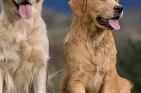 Chien perdu Château-Renard, photo : Deux Labradors perdus à Château-Renard