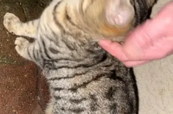 Chat tigré trouvé à Chassal-Molinges - photo
