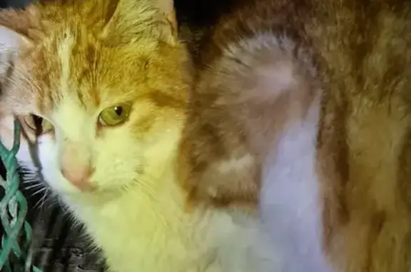 Chat sauvage affamé à Kersaint - photo
