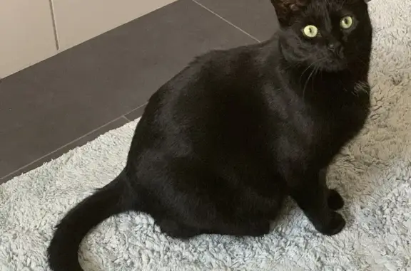 Animaux trouvés Œting, photo: Recherche Peppi, chat noir disparu