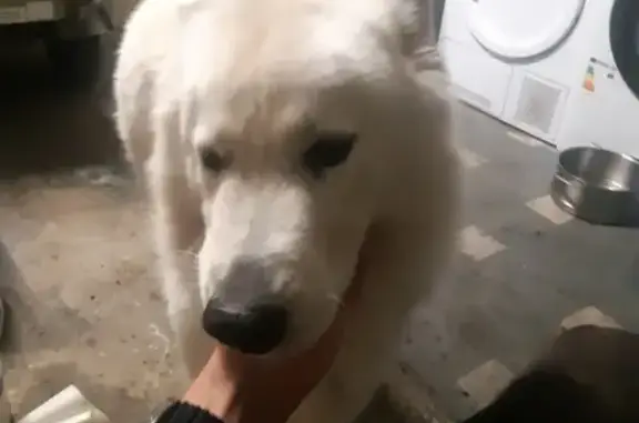 Chiens trouvés à Huriel - photo