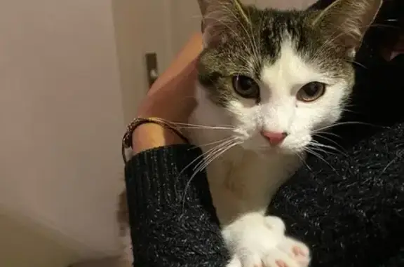 Chat blanc tigré trouvé à Châteaudun - photo