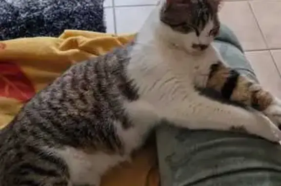 Animaux perdus Rivières, photo: Chat perdu: Gros, tache buccale