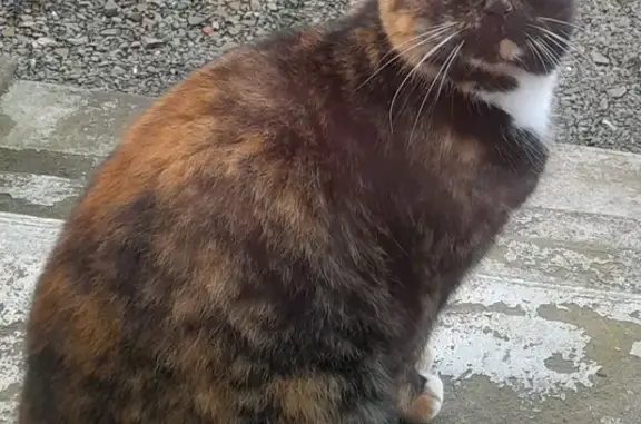 Chatte écaille trouvée à Pleudaniel - photo