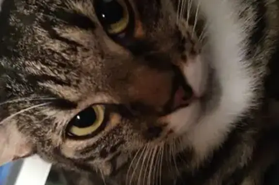 Animaux perdus , photo: Chat noir et marron perdu à Nîmes