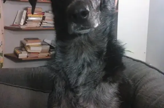 Chien perdu Villeneuve-Saint-Georges, photo : Chienne Brioche perdue - Villeneuve