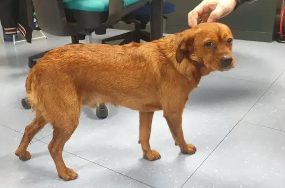 Chien calme trouvé à Vitry - photo
