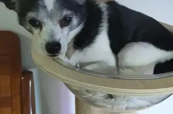 Lost Senior Dog: Black & White, Ang Mo Kio