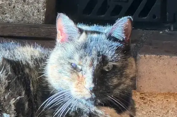 Chat perdu, Brou-sur-Chantereine, photo: Chatte écaille perdue à Brou